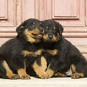 Dog - Beauceron / Bas Rouge / Berger de Beauce - two puppies. French Sheepdog