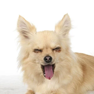 DOG, Chihuahua, , sitting, face, expressions, studio, white background