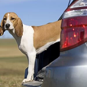 Dog - Schweizerischer Niederlaufhund / Small Swiss Hound - looking out of boot of car