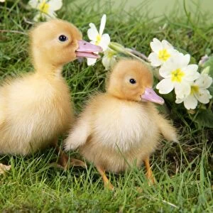 Ducklings. in spring set