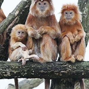 Ebony Leaf Monkey / Javan Langur - 2 adults and young animal, distribution - Java, Indonesia