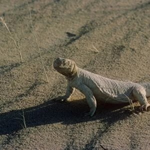 Egyptian spiny-tailed lizard