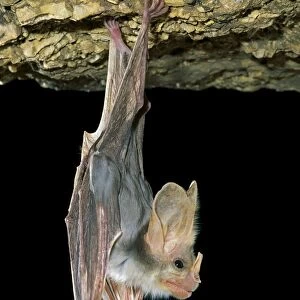 Ghost Bat - Hanging suspended from cave roof showing nose leaf in profile, Northern Australia, Northern Australia JPF28857