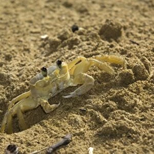 Ghost crab - close upfront view emerging from burrow - Tobago