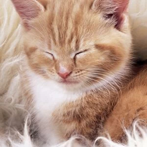 Ginger Cat - Kitten asleep on rug