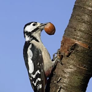 Great Spotted Woodpecker - Male feeding on hazel nuts in garden Lower Saxony, Germany