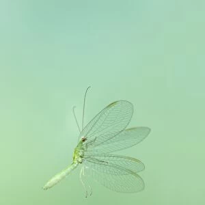 Green Lacewing - taking off - Bedfordshire UK 008033