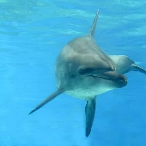 Indian Ocean Bottlenose Dophin - underwater