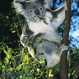 Koala Feeding on Eucalyptus leaves Dist: Eastern Australia