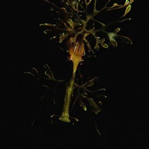Leafy Seadragon, Phycodorus eques, a portrait of a Seadragon, Edithburgh, South Australia, Australia, Southern Ocean