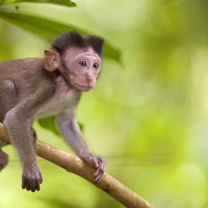 Long-tailed macaque - baby monkey sitting on a branch in tropical rainforest looking out - Gunung-Leuser National Park, Sumatra, Indonesia