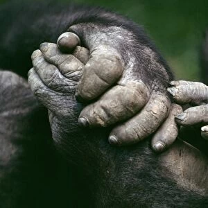 Lowland Gorilla - showing hands