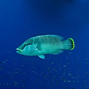Maori Wrasse / Humpheaded Wrasse - female - All this family of fish are born female. They change sex when mature and can defend a harem of females from other males - Papua New Guinea