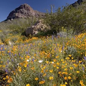 Mexican poppies, lupins (Lupinus sparsiflora) etc. - spring flowers in Organ Pipe cactus National Monument. Sonoran desert, in an El Nino year