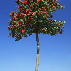Mountain Ash / Rowan Tree- with ripened berries, Lower Saxony, Germany