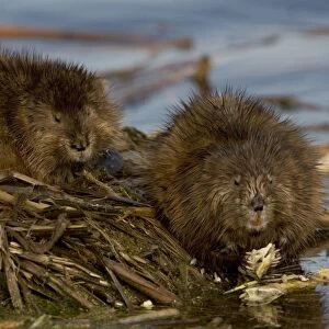 Muskrat(s)Two together by water - New York - Chiefly aquatic - Lives in marshes-edges of ponds-lakes and streams - Moves overland especially in autumn - Feeds on aquatic vegetation-also clams-frogs