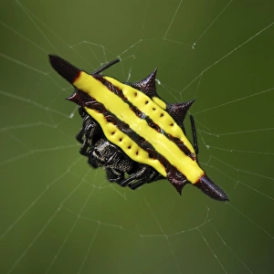Orb-web Spider Erawan Nationalpark, Thailand