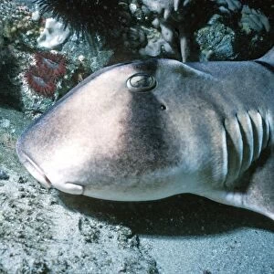 Port Jackson / Horned Shark - A shell eater, considered harmless to humans. Virtually a living fossil. Sydney Harbour. Australia PJA-002