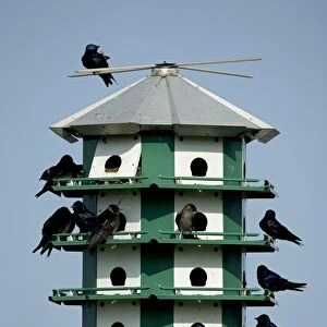 Purple Martins - On multicelled nesting house - New York - USA