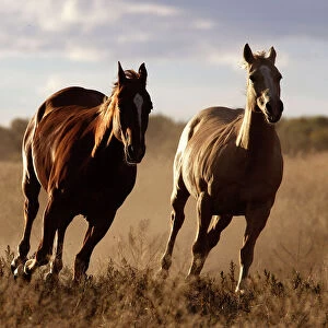 Quarter / Paint Horses - running. Ponderosa Ranch - Seneca - Oregon - USA