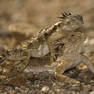 Regal Horned Lizard (Phrynosoma solare) - Arizona - Pair mating-Largest horned lizard - Mostly found in Sonoran desert - Camouflaged in desert rocks and sand - Eats primarily ants