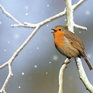 Robin - singing Digital Manipulation: snow
