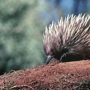 Short-beaked Echidna - Australia AU-1495