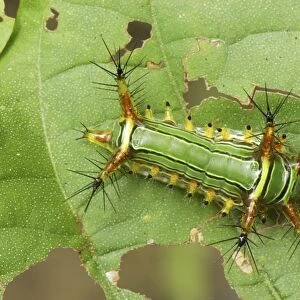 Slug Caterpillar Erawan Nationalpark, Thailand