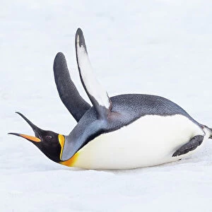 Southern Ocean, South Georgia. A king penguin flaps its flippers and vocalizes while lying down. Date: 13-10-2012