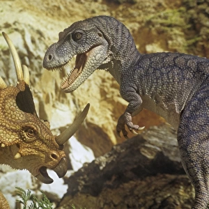 Styracosaurus jousts with an Albertosaurus. Late Cretaceous