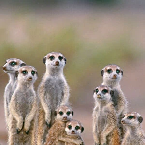 Suricate / Meerkat - family with young on the lookout at the edge of its burrow. Kalahari Desert, Namibia, Africa
