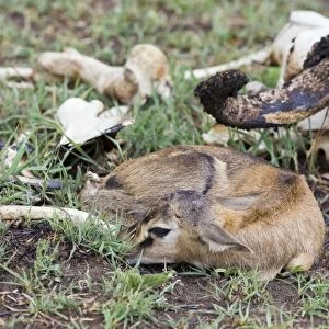 Thomson's Gazelle - newborn fawn stashed in bones by mother - Masai Mara - Kenya