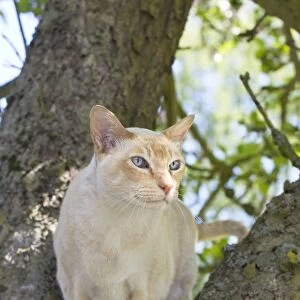 Tonkonese Cat Sitting on tree branch Norfolk UK
