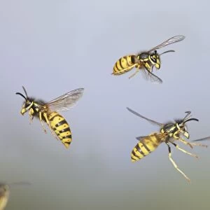 Wasps - Common Wasps in flight 8307