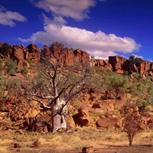 Western Australia - Kimberley Australian Baobab (Boab)