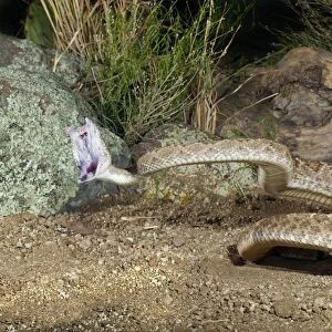 Western Diamondback Rattlesnake - striking - controlled conditions - Arizona - March - USA