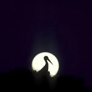 White Stork - In Silhouette at dusk with full moon on its nest on an Umbrella Pine (Pinus pinea). Estremadura, Spain