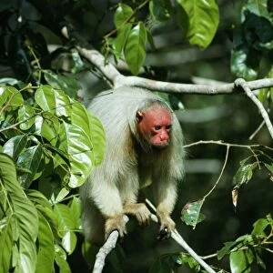 White Uakari Monkey NG 1039 In rainforest canopy, Amazonia, Brazil, South America. Cacajao calvus calvus © Nick Gordon / ardea. com