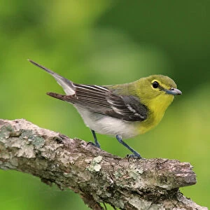Yellow-thoated Vireo spring, Connecticut, USA