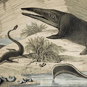 1862 Hawkins Icthyosaur & Plesiosaur. 1862 Hawkins Icthyosaur & Plesiosaur