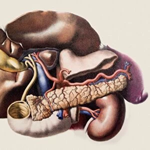 Abdominal organs