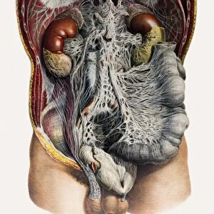 Abdominal organs and nerves