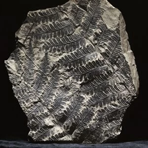 Alethopteris seed fern fossil C018 / 9379