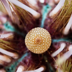 Anal sack of a double spined urchin