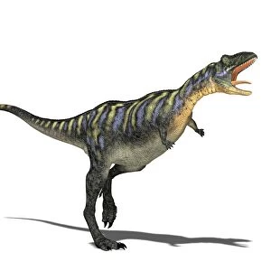 Aucasaurus dinosaur, computer artwork