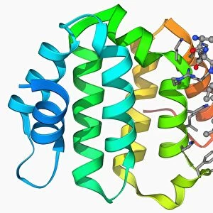 Beta secretase enzyme, molecular model F006 / 9467