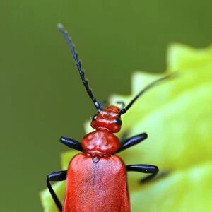 Cardinal beetle on a leaf
