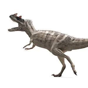 Ceratosaurus dinosaur, artwork F007 / 6837