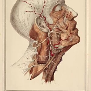 Face and neck nerves, 1825 artwork