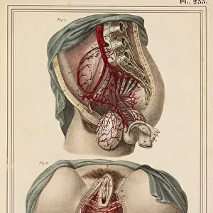 Female groin arteries, 1825 artwork